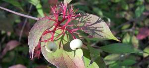 Red Osier Dogwood - Cover