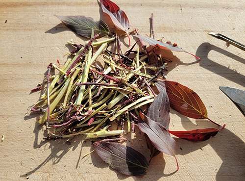 Red Osier Dogwood - Step 4