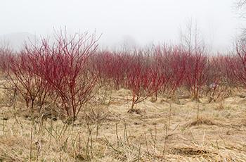 Red Osier Dogwood - Where to find