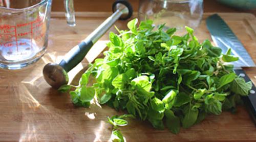 The Super Herb That Destroys Candida - Oregnao Oil Step 1