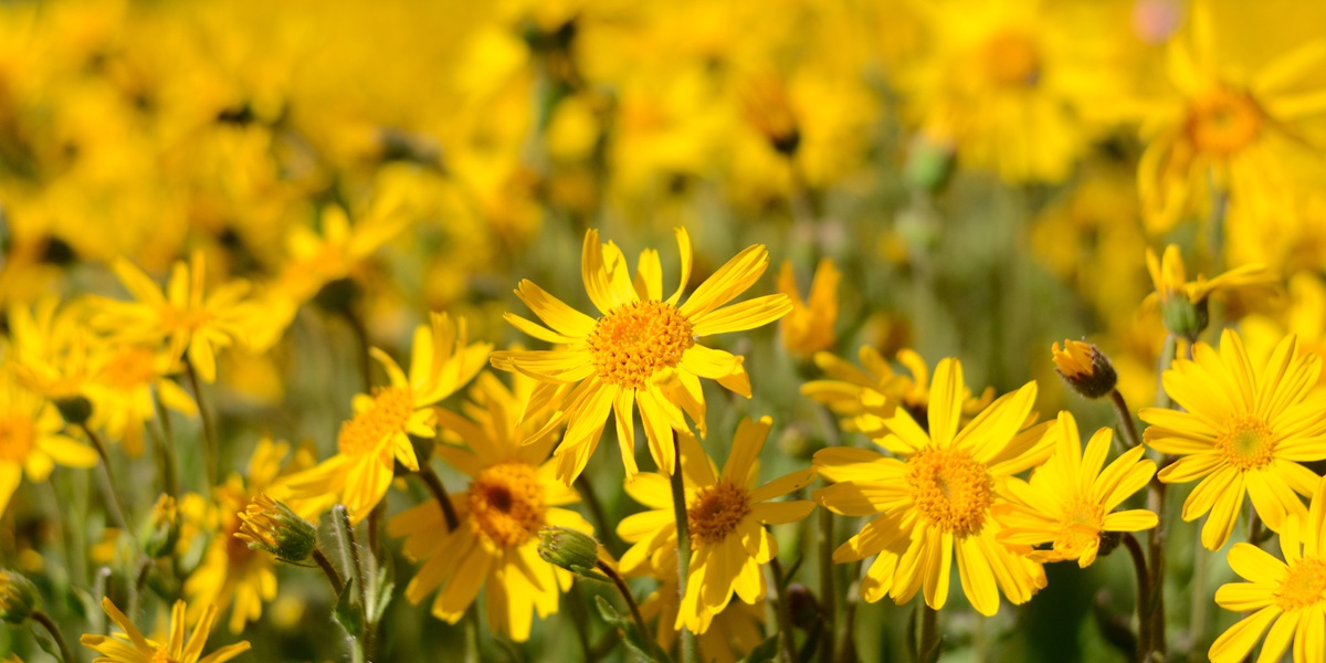 arnica