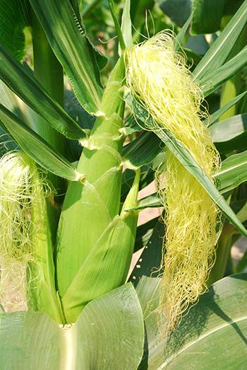 corn - identification