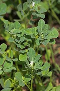 Fenugreek - The Lost Herbs