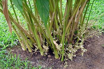 Growing Cardamom Through Division