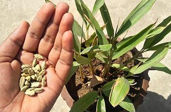 Growing Cardamom by Seeds