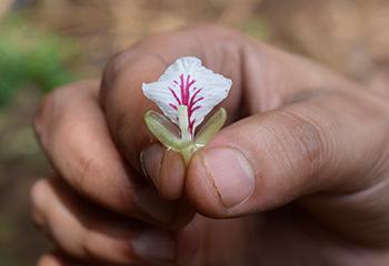 Harvesting Cardamom 1