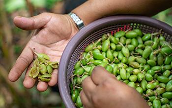 Harvesting Cardamom