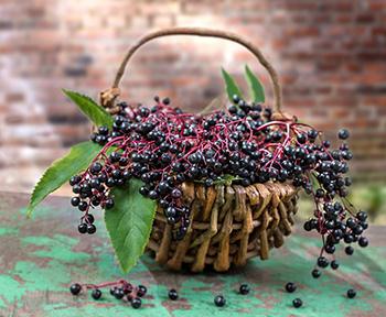 My #1 Go-To Herb for Avoiding Influenza, Colds and Severe Respiratory Illness - Elderberry Basket