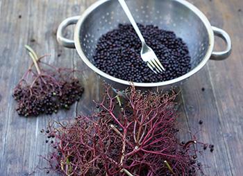 My #1 Go-To Herb for Avoiding Influenza, Colds and Severe Respiratory Illness - Elderberry extract