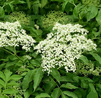 My #1 Go-To Herb for Avoiding Influenza, Colds and Severe Respiratory Illness - Elderberry flowers