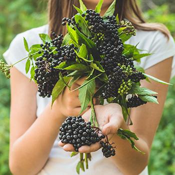 My #1 Go-To Herb for Avoiding Influenza, Colds and Severe Respiratory Illness - Elderberry forage