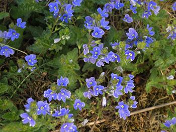 Speedwell - The Lost Herbs