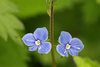 Speedwell - Identification Flower