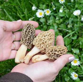 The $200 A Pound Mushroom You Should Forage for Profit - Benefits