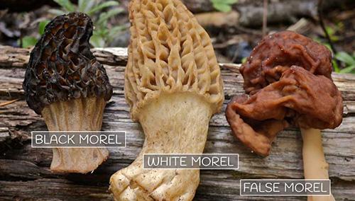 The $200 A Pound Mushroom You Should Forage for Profit - Watch out for False Morel