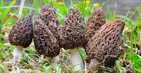 The $200 A Pound Mushroom You Should Forage for Profit - What are Morels