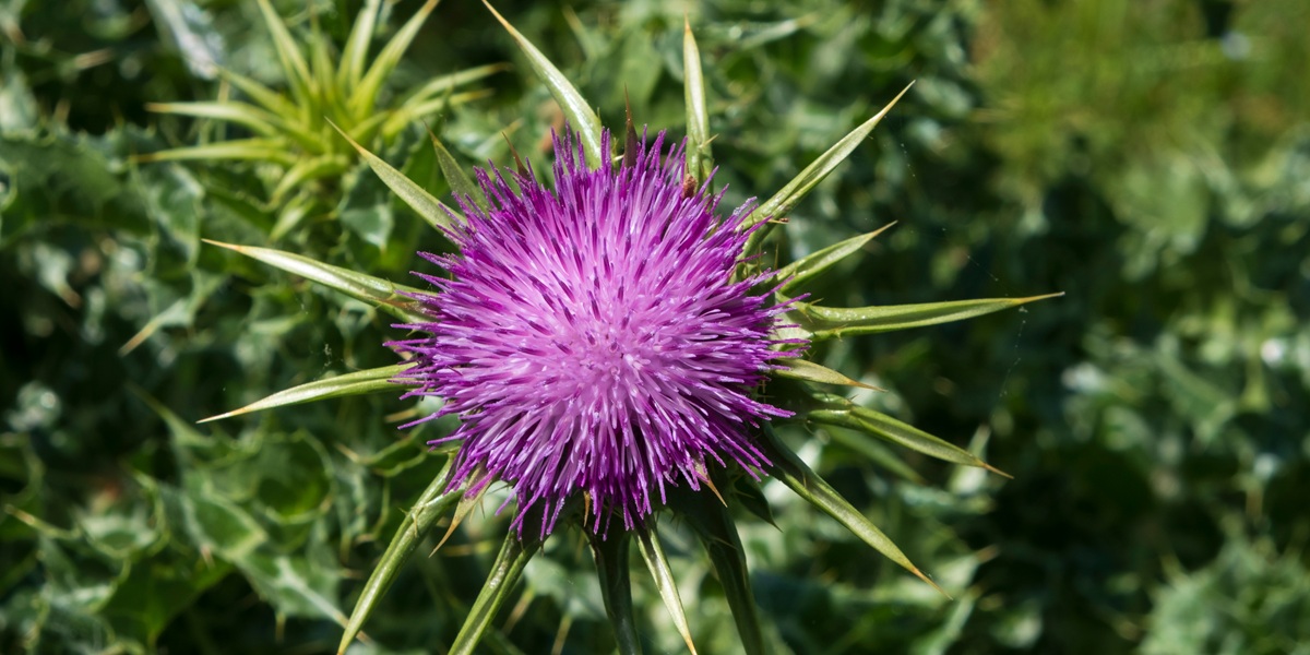 milk thistle