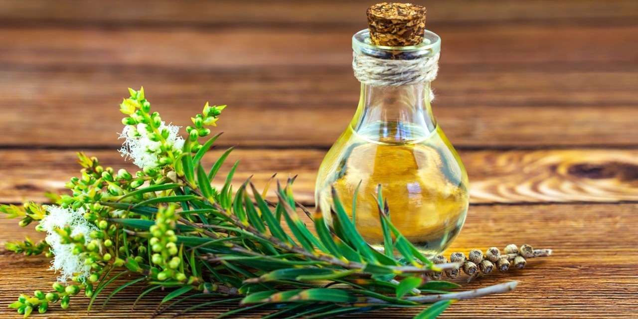 tea tree