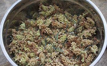 20 Uses and Benefits of Pine Pollen - Benefits 4
