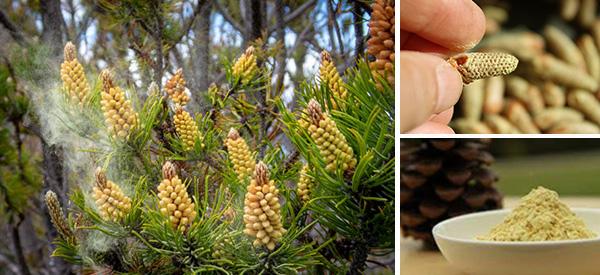 20 Uses and Benefits of Pine Pollen - Cover