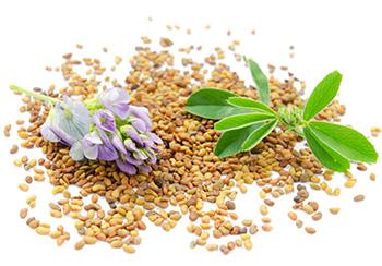 Alfalfa - Natural Remedies