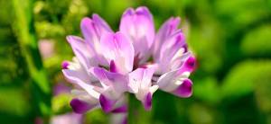 Astragalus - Cover