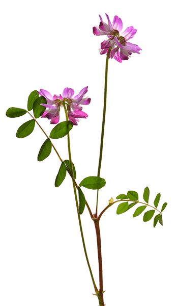 Astragalus - Identification