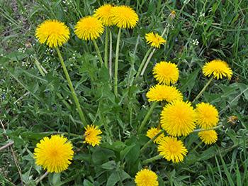 Blood Cleansing Herbs - Dandelions