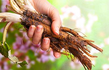Blood cleansing Herbs - Burdock Root