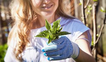 Blood cleansing Herbs - Harvest Nettles