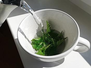 Blood cleansing Herbs - Nettle Tea