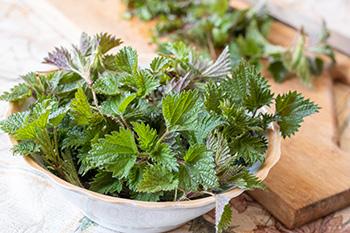 Blood cleansing Herbs - Nettles in a bowl