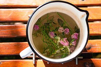 Blood cleansing Herbs - Red Clover