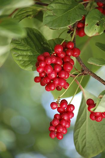 Blood cleansing Herbs - Schisandra berries