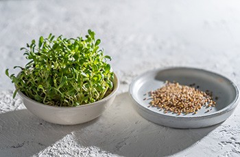 Alfalfa,Sprouts,In,A,White,Bowl.,Grow,Microgreen,For,Food.