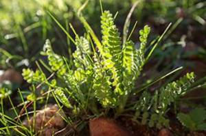 Growing Astragalus 1