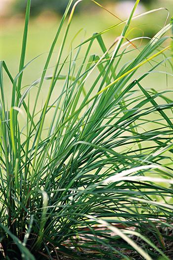 Lemongrass Identification