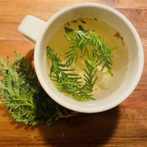 What To Forage in The Dead of Winter- Cedar Tea