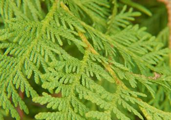 What To Forage in The Dead of Winter- Cedar
