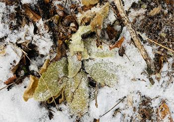 What To Forage in The Dead of Winter- Chicory