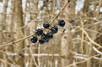 What To Forage in The Dead of Winter- Chokeberries