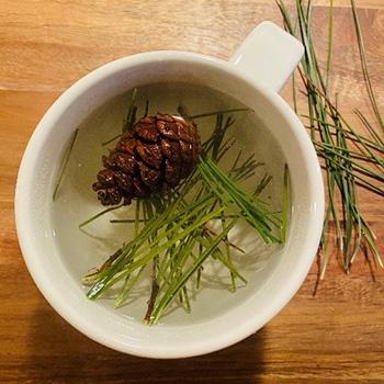 What To Forage in The Dead of Winter- Pine Needle Tea