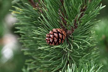 What To Forage in The Dead of Winter- Pine