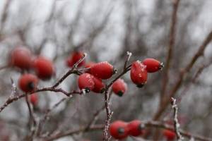 What To Forage in The Dead of Winter- Rosehips