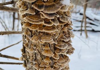 What To Forage in The Dead of Winter- Turkey Tail