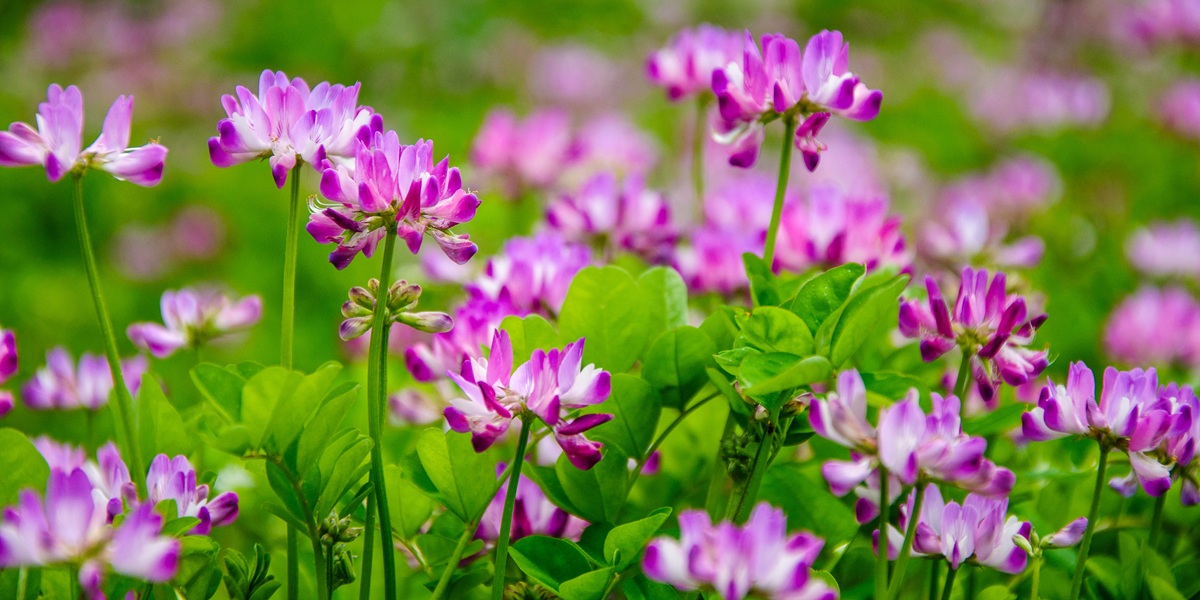 Beautiful blossoming astragalus flowers in spring