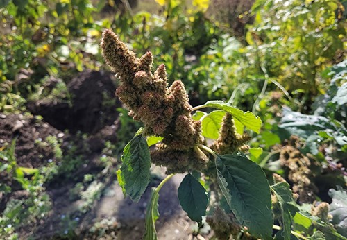 Amaranth Seed Harvest - Step 1