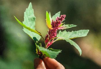 Amaranth-plant - Benefits