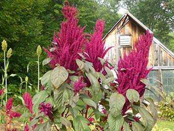 Growing Amaranth