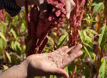 Harvesting Amaranth